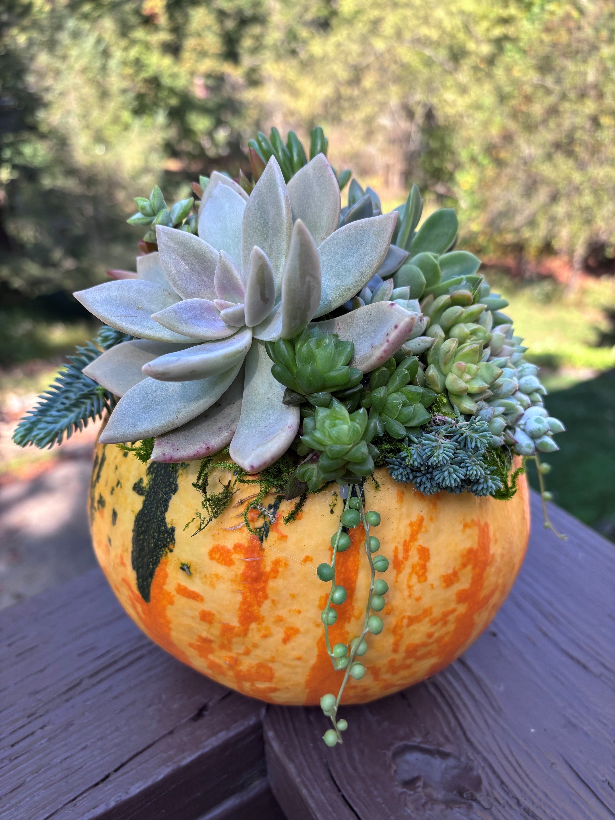 Pumpkin with succulents