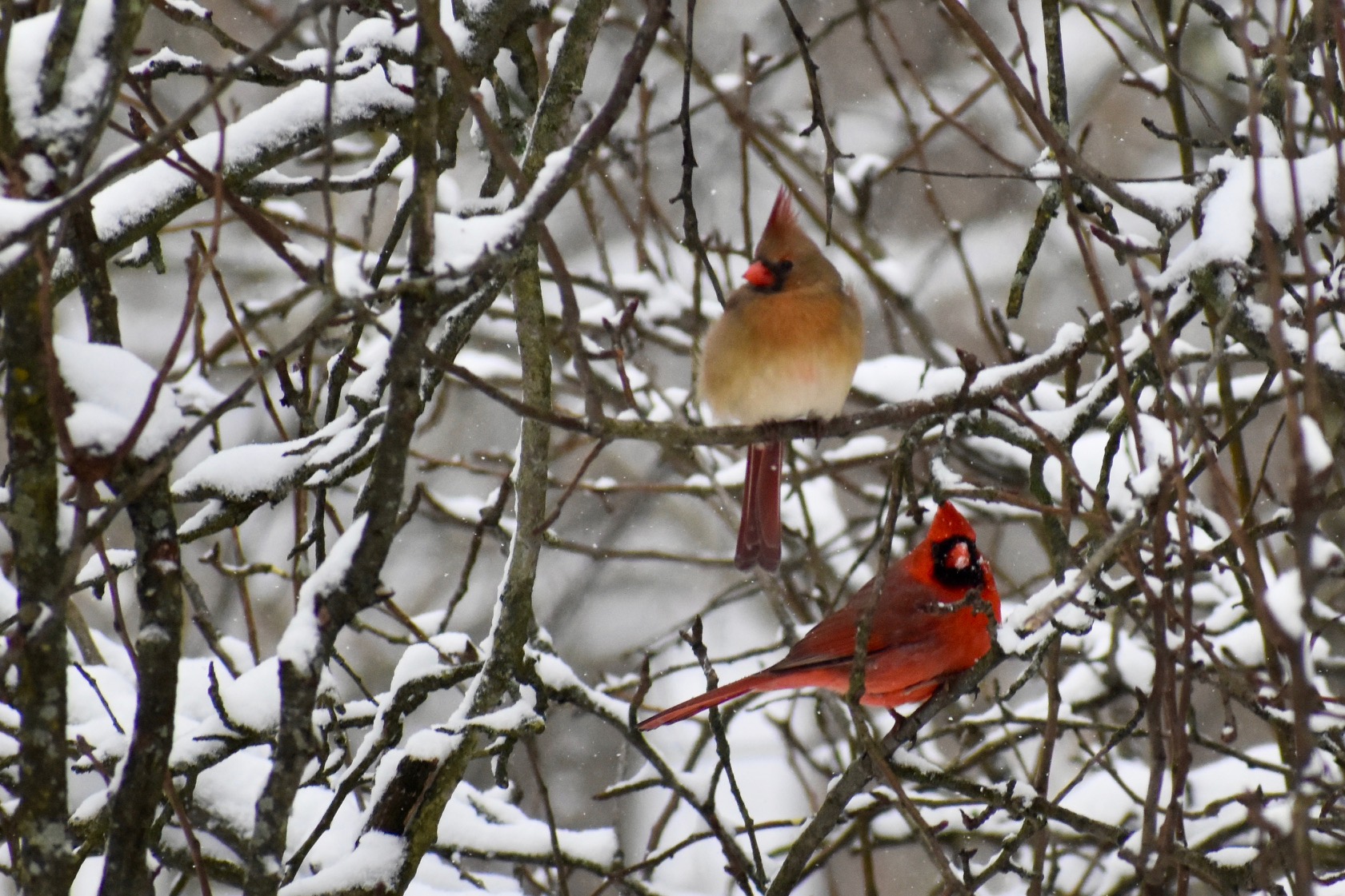 cardinals in winter
