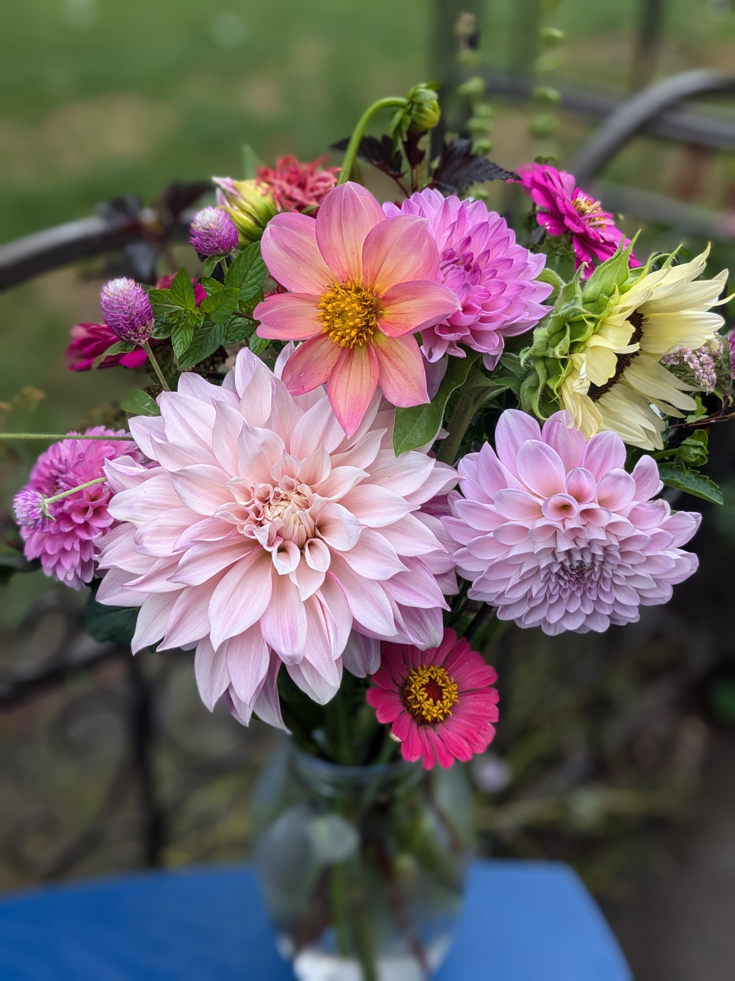 dahlias