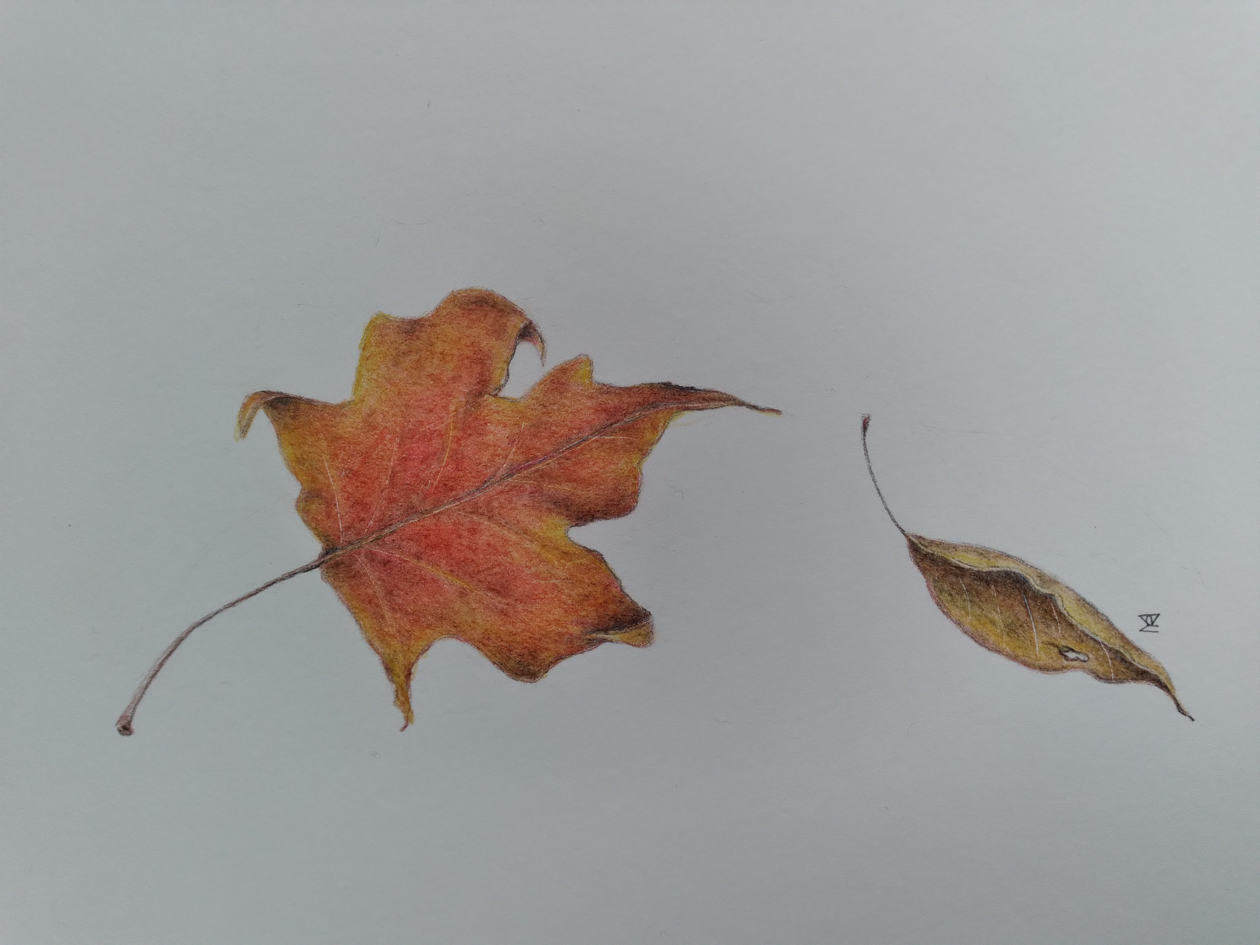 fall leaves