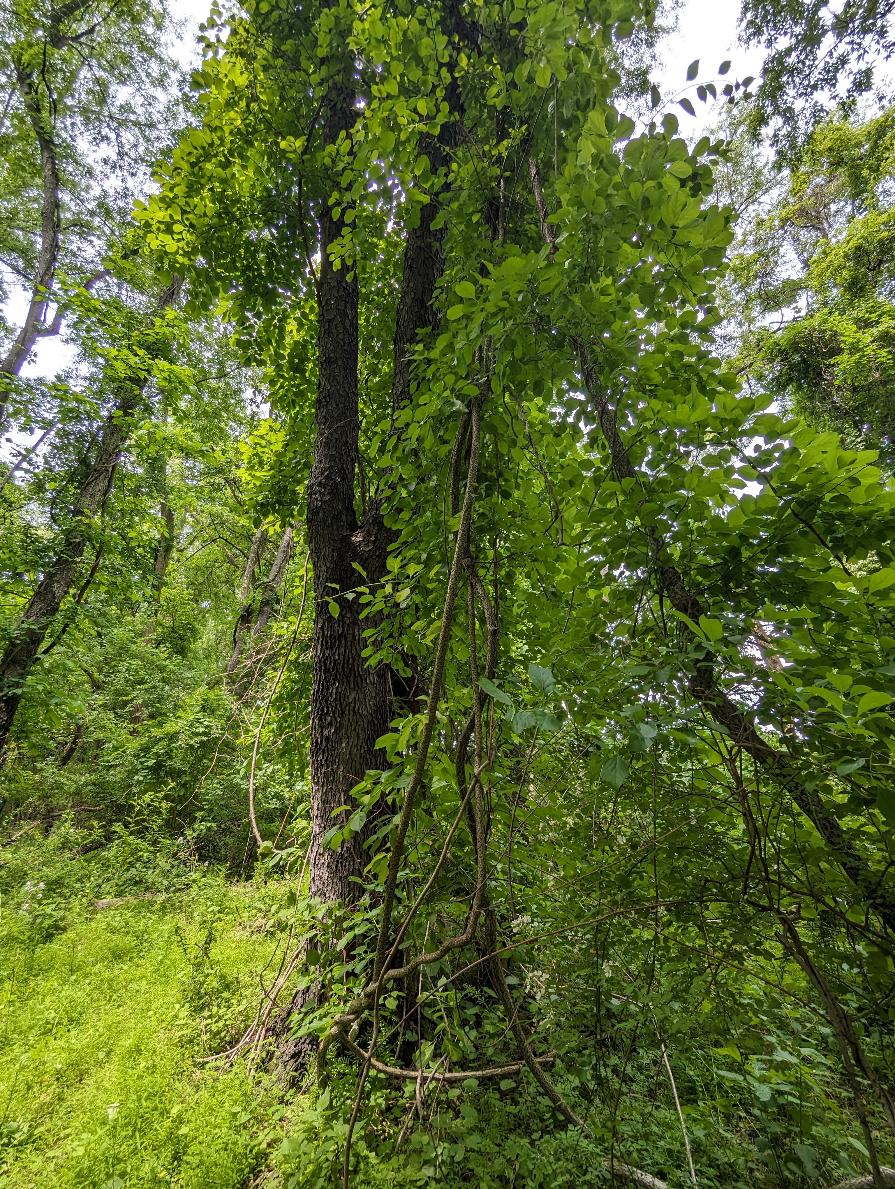 Tree with invasive vine
