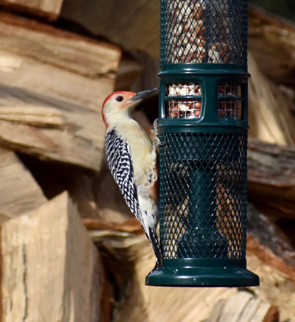 backyard bird