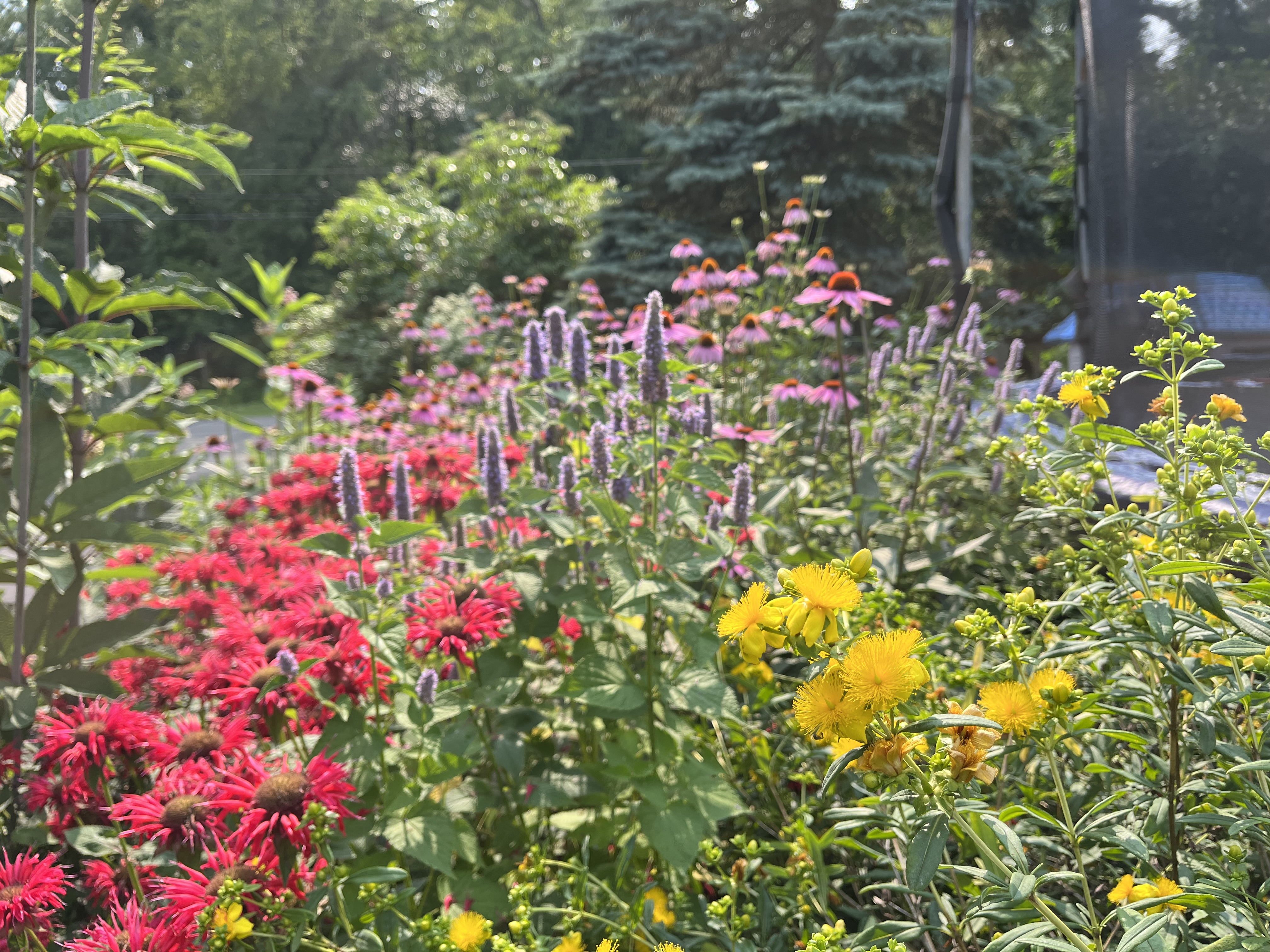 native garden design